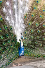 Fotobehang peacock © mango2friendly