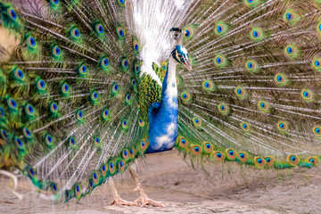 peacock