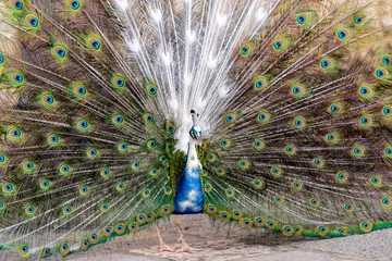 Fotobehang peacock © mango2friendly