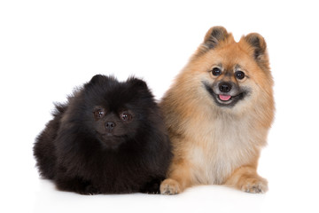 two adorable spitz dogs posing together on white