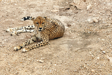 guepard resting on the sand