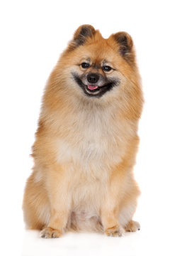 Red German Spitz Dog Posing On White