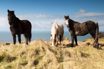 Horses on the coast path near the sea in cornwall england uk