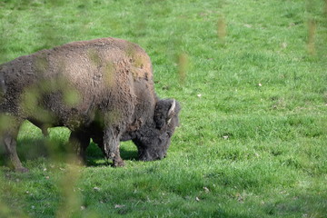 spring idyll, bison bull eating gras in spring