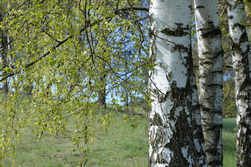 spring, young birch leaves in the wind