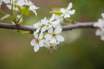 floral spring background branch