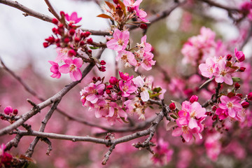 floral spring background branch