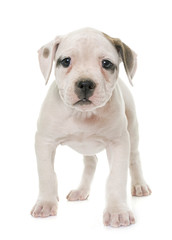 puppy american bulldog