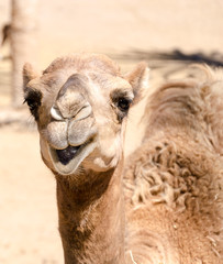 Head of a dromedary