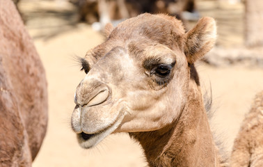 Head of a dromedary