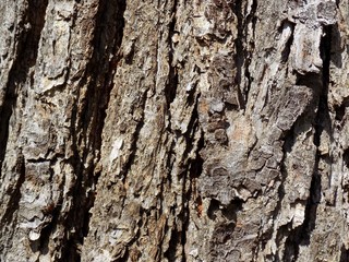 Tree bark texture