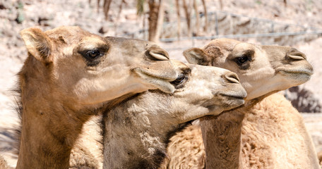 Heads of dromedaries
