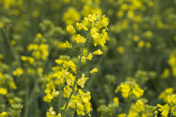 Closeup of bright yellow canola or rapeseed in Hungary
