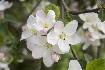 Closeup apple blossom in the wild in Hungary
