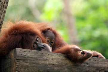 Monkey family at tree