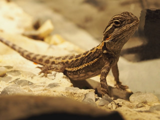 Fototapeta premium small lizard in jungle