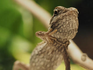 small lizard in jungle