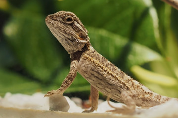 small lizard in jungle