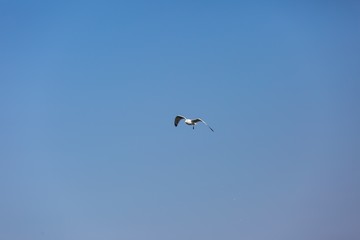 Seagull, wild bird
