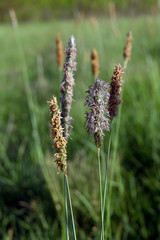 Timothy grass (Phleum pratensis)