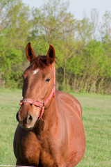 Horses graze in a pasture.