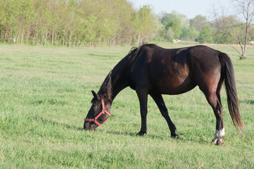 Horses graze in a pasture.