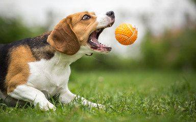 Playing fetch with agile Beagle dog