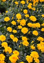 Yellow and orange marigold flowers