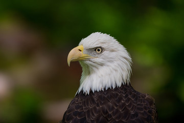 Fototapeta premium Bald Eagle Head Looking Left