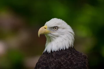 Foto op Plexiglas Bald Eagle Head Looking Left © kellyvandellen