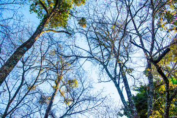 Cherry Blossum Park at Chiangmai Province
