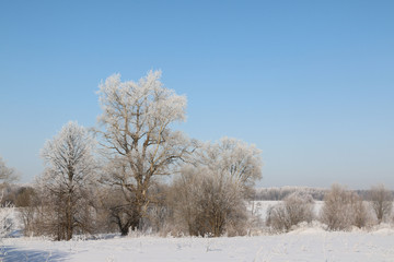 Obraz na płótnie Canvas Trees in cold winter day and snow