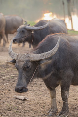 Fototapeta premium Pets Of Farmwr