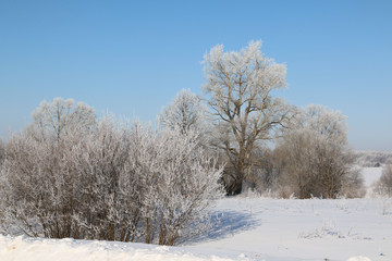 Trees in cold winter day and snow