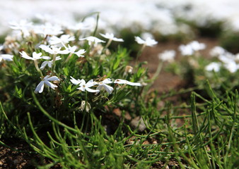 芝桜（秩父）