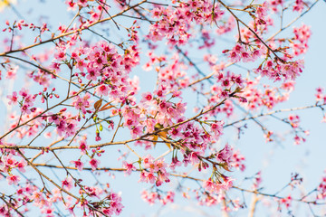 Cherry Blossum Flowers at Chiangmai Province