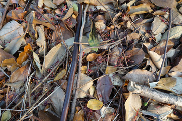 Dry leaves  for backgrounds and textures