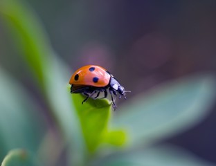Springtime ladybug