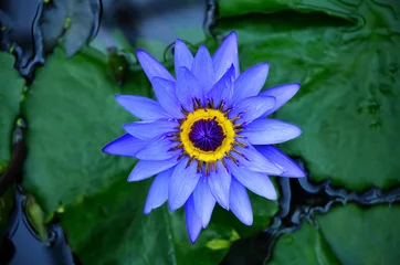 Cercles muraux fleur de lotus Blue lotus