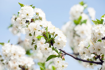 Cherry blossom