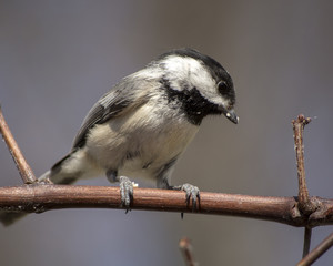 Black- Capped Chickadee Perched