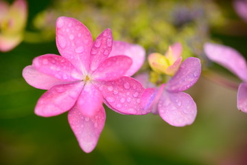 赤紫路のアジサイの花一輪
クローズアップで見ると紫陽花の花びらの艶が美しかった。