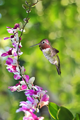 Hummingbird in the garden spring concept