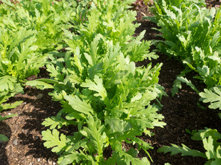 growing of crown daisy