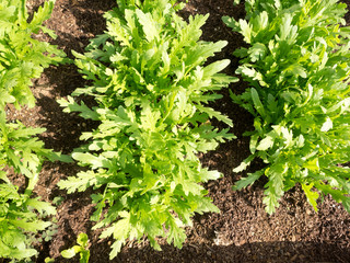 growing of crown daisy