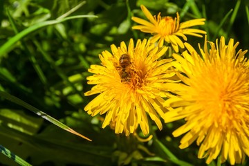 Bee sitting on flower