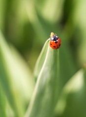 Springtime ladybug