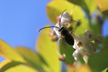 ハナバチとブルーベリーの花