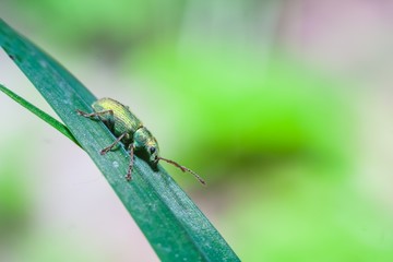 Little bug macro