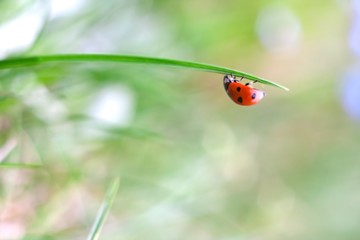Springtime ladybug
